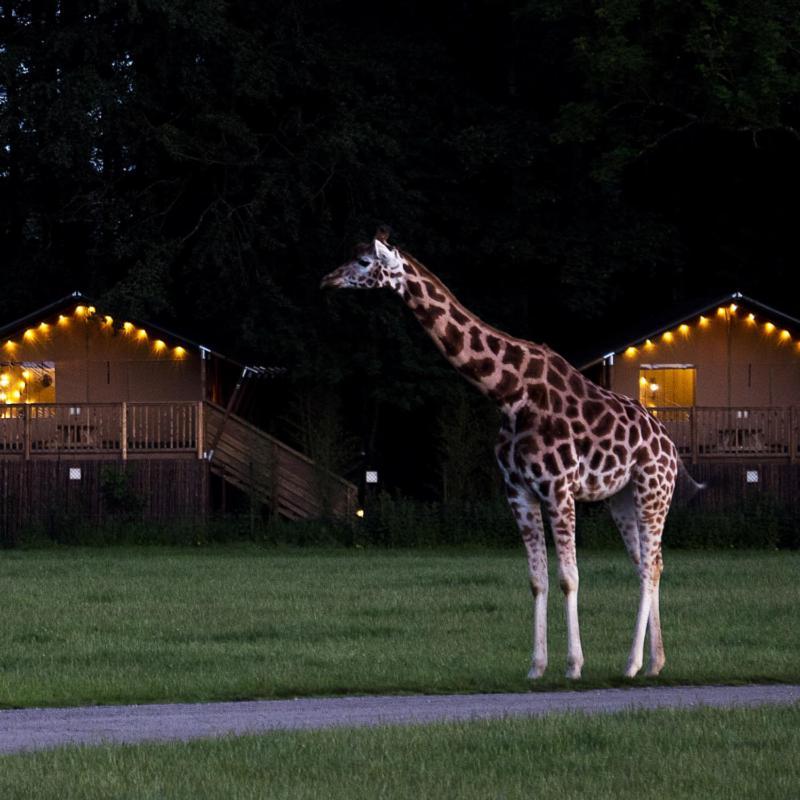 فندق Knuthenborg Safaripark ماريبو المظهر الخارجي الصورة